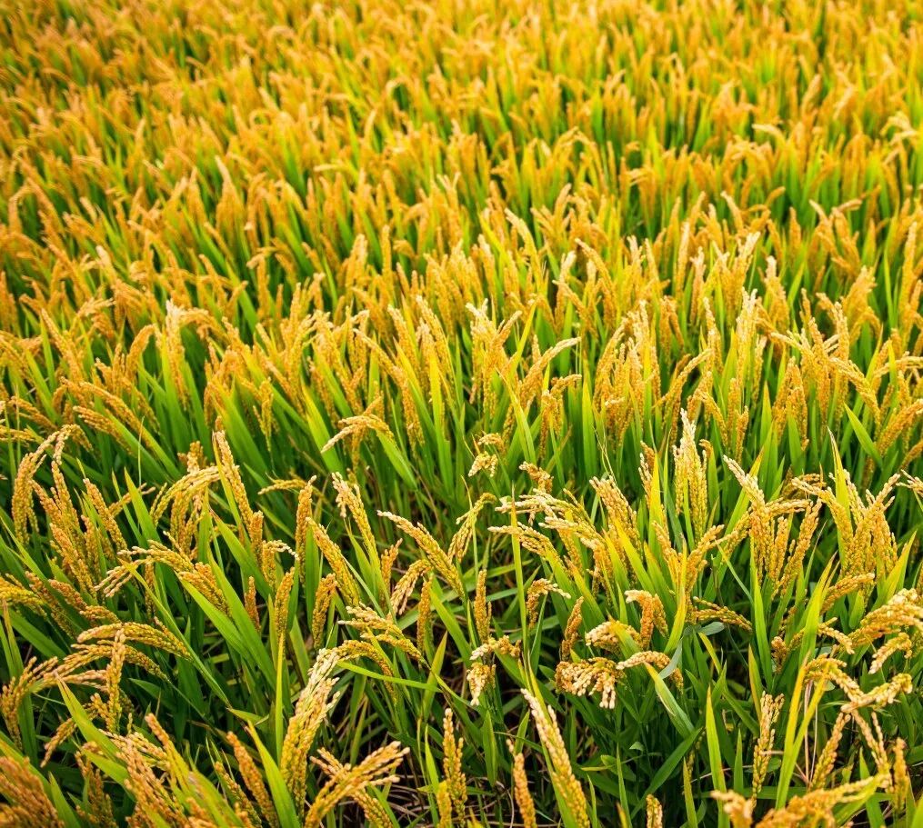 摄图网_501305663_芒种时节金黄稻田(企业商用).jpg