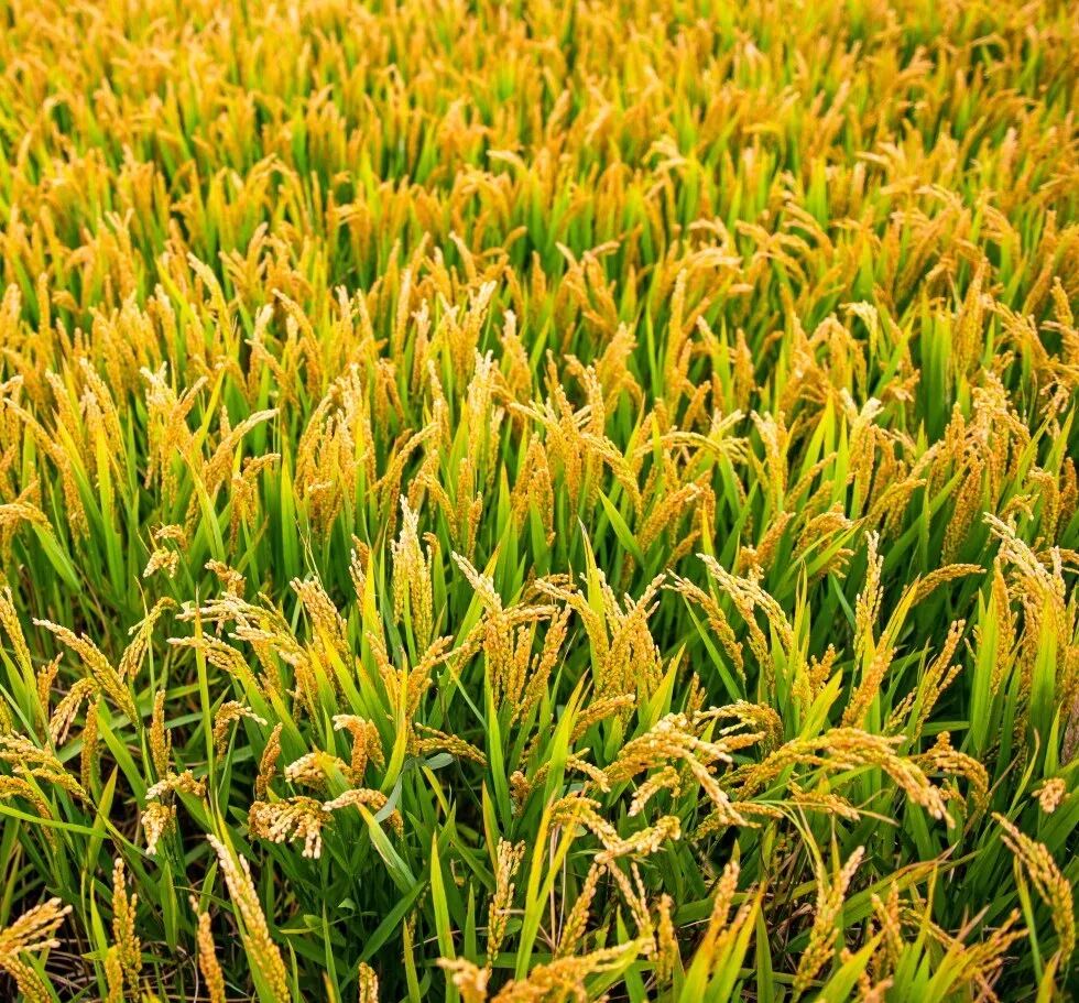 摄图网_501305663_芒种时节金黄稻田(企业商用).jpg