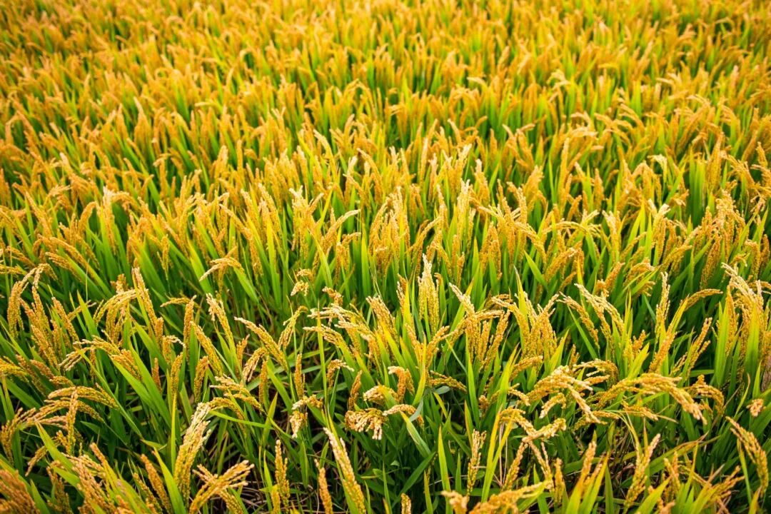 摄图网_501305663_芒种时节金黄稻田(企业商用).jpg